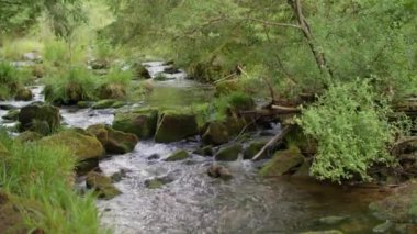 Kıyılarında yoğun bitki örtüsüyle yosunlu kayaların üzerinden akan temiz orman akıntısı