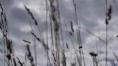 Uzun otlar rüzgarda savruluyor bulutlu bir gökyüzünün altında bir uçak uzaklarda uçarken, huzurlu bir manzara yaratıyor.