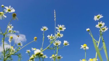 Beyaz papatyalar ve mavi gökyüzü üzerinde uçuyor.