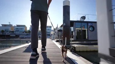 Köpek bakıcısı, köpek eşliğinde ahşap iskelede geziniyor yüzen teknelerle marinada geziniyor ve parlak güneş ışığı altında ışıl ışıl nehir kıyısında.