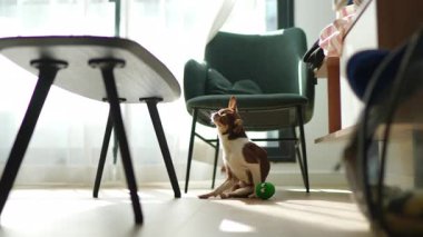 Beyaz işaretli küçük bir chihuahua köpeği ahşap zeminde yeşil oyuncakla oynuyor.