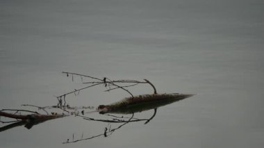 Dal dalları ile küçük ağaç dalı durgun su üzerinde sürükleniyor berrak yansıma ve yumuşak ışık ile