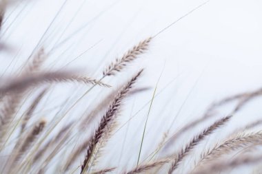 Süslü çim bulutları usulca sallanıyor, parlak mavi gökyüzü zeminine hassas gölgeler düşürüyor, doğal sükuneti vurguluyor.