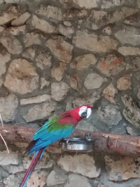 Papoušek Nepůvodní Druh Jeruzalémě Izrael — Stock fotografie