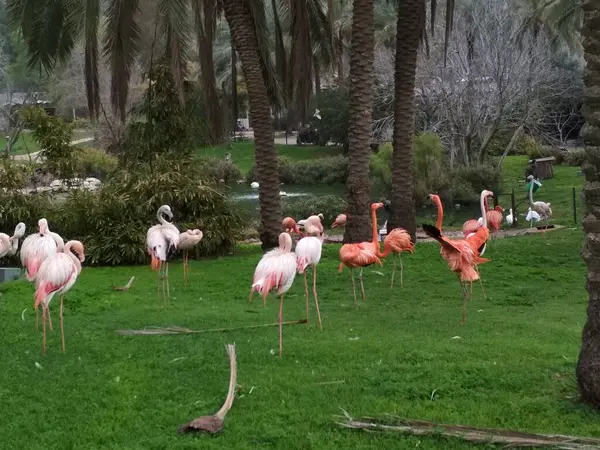 Bando Flamingos Zoológico Bíblico Jerusalém — Fotografia de Stock
