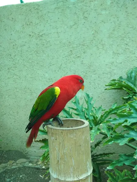 Papuga Gatunek Obcy Jerozolimie Izrael — Zdjęcie stockowe