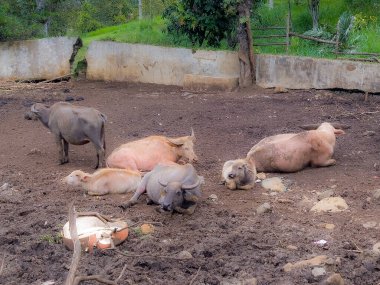 Bufalo Sürüsü Geleneksel Ahşap Bölgede Huzur İçinde Dinleniyor Kırsal Tarım Alanında