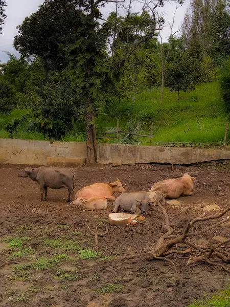 Bufalo Sürüsü Geleneksel Ahşap Bölgede Huzur İçinde Dinleniyor Kırsal Tarım Alanında