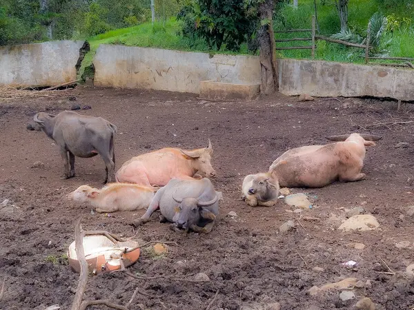 Bufalo Sürüsü Geleneksel Ahşap Bölgede Huzur İçinde Dinleniyor Kırsal Tarım Alanında