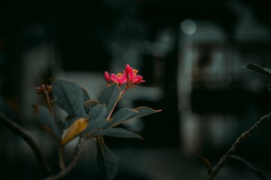 Doğa ve Güzellik Konsepti İçin Güzel Pembe Çiçekler Yumuşak Bulanık Bir Arkaplana Karşı