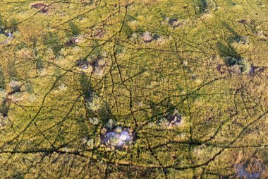 Delta Okavango 'nun Botswana' daki vahşi doğasına hava görüntüsü.