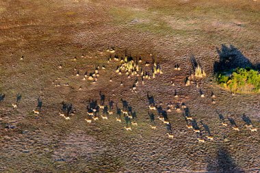 Delta Okavango 'nun Botswana' daki vahşi doğasına hava görüntüsü.