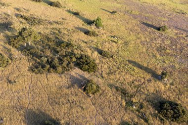 Delta Okavango 'nun Botswana' daki vahşi doğasına hava görüntüsü.