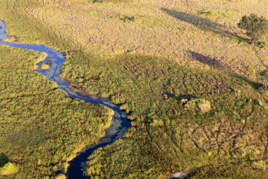 Delta Okavango 'nun Botswana' daki vahşi doğasına hava görüntüsü.