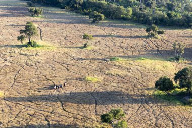 Delta Okavango 'nun Botswana' daki vahşi doğasına hava görüntüsü.