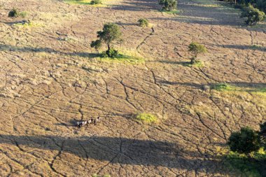 Delta Okavango 'nun Botswana' daki vahşi doğasına hava görüntüsü.