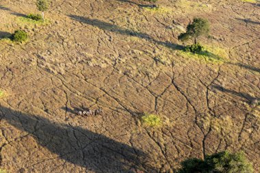 Delta Okavango 'nun Botswana' daki vahşi doğasına hava görüntüsü.