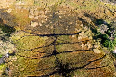 Delta Okavango 'nun Botswana' daki vahşi doğasına hava görüntüsü.
