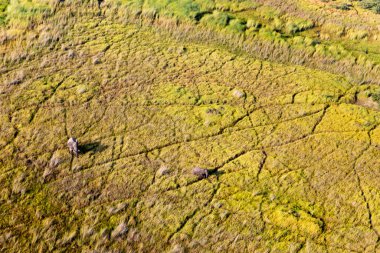 Delta Okavango 'nun Botswana' daki vahşi doğasına hava görüntüsü.