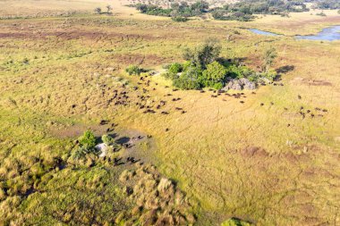 Delta Okavango 'nun Botswana' daki vahşi doğasına hava görüntüsü.