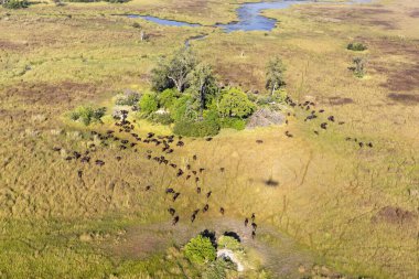 Delta Okavango 'nun Botswana' daki vahşi doğasına hava görüntüsü.