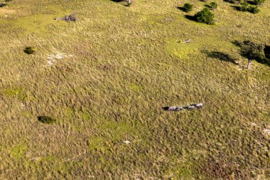 Delta Okavango 'nun Botswana' daki vahşi doğasına hava görüntüsü.