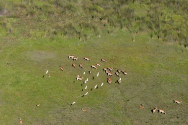 Delta Okavango 'nun Botswana' daki vahşi doğasına hava görüntüsü.