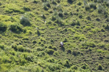 Delta Okavango 'nun Botswana' daki vahşi doğasına hava görüntüsü.