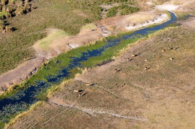 Delta Okavango 'nun Botswana' daki vahşi doğasına hava görüntüsü.