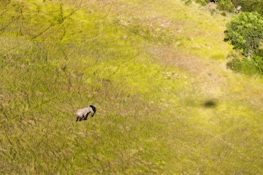 Delta Okavango 'nun Botswana' daki vahşi doğasına hava görüntüsü.