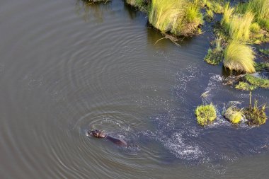 Delta Okavango 'nun Botswana' daki vahşi doğasına hava görüntüsü.