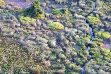 Delta Okavango 'nun Botswana' daki vahşi doğasına hava görüntüsü.