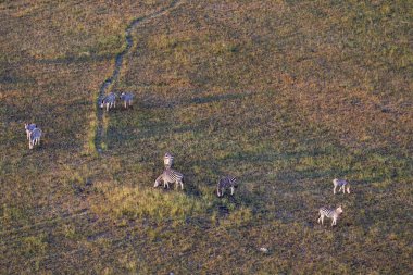 Delta Okavango 'nun Botswana' daki vahşi doğasına hava görüntüsü.