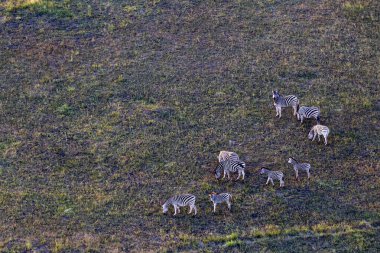 Delta Okavango 'nun Botswana' daki vahşi doğasına hava görüntüsü.