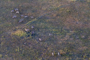 Delta Okavango 'nun Botswana' daki vahşi doğasına hava görüntüsü.