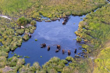 Delta Okavango 'nun Botswana' daki vahşi doğasına hava görüntüsü.