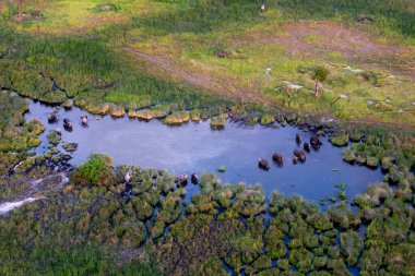 Delta Okavango 'nun Botswana' daki vahşi doğasına hava görüntüsü.