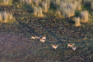 Delta Okavango 'nun Botswana' daki vahşi doğasına hava görüntüsü.