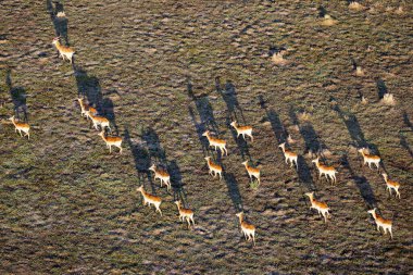 Delta Okavango 'nun Botswana' daki vahşi doğasına hava görüntüsü.