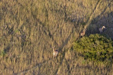 Delta Okavango 'nun Botswana' daki vahşi doğasına hava görüntüsü.