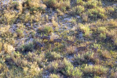 Delta Okavango 'nun Botswana' daki vahşi doğasına hava görüntüsü.