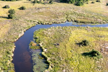 Delta Okavango 'nun Botswana' daki vahşi doğasına hava görüntüsü.