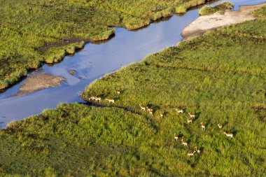 Delta Okavango 'nun Botswana' daki vahşi doğasına hava görüntüsü.