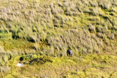 Delta Okavango 'nun Botswana' daki vahşi doğasına hava görüntüsü.