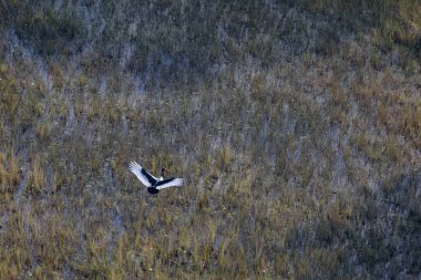 Delta Okavango 'nun Botswana' daki vahşi doğasına hava görüntüsü.