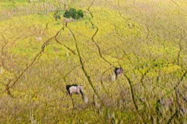 Delta Okavango 'nun Botswana' daki vahşi doğasına hava görüntüsü.