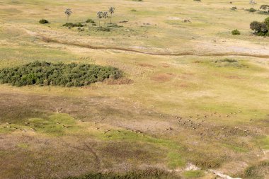 Delta Okavango 'nun Botswana' daki vahşi doğasına hava görüntüsü.
