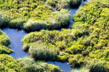 Delta Okavango 'nun Botswana' daki vahşi doğasına hava görüntüsü.