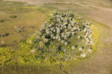 Delta Okavango 'nun Botswana' daki vahşi doğasına hava görüntüsü.