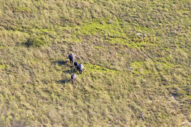 Delta Okavango 'nun Botswana' daki vahşi doğasına hava görüntüsü.